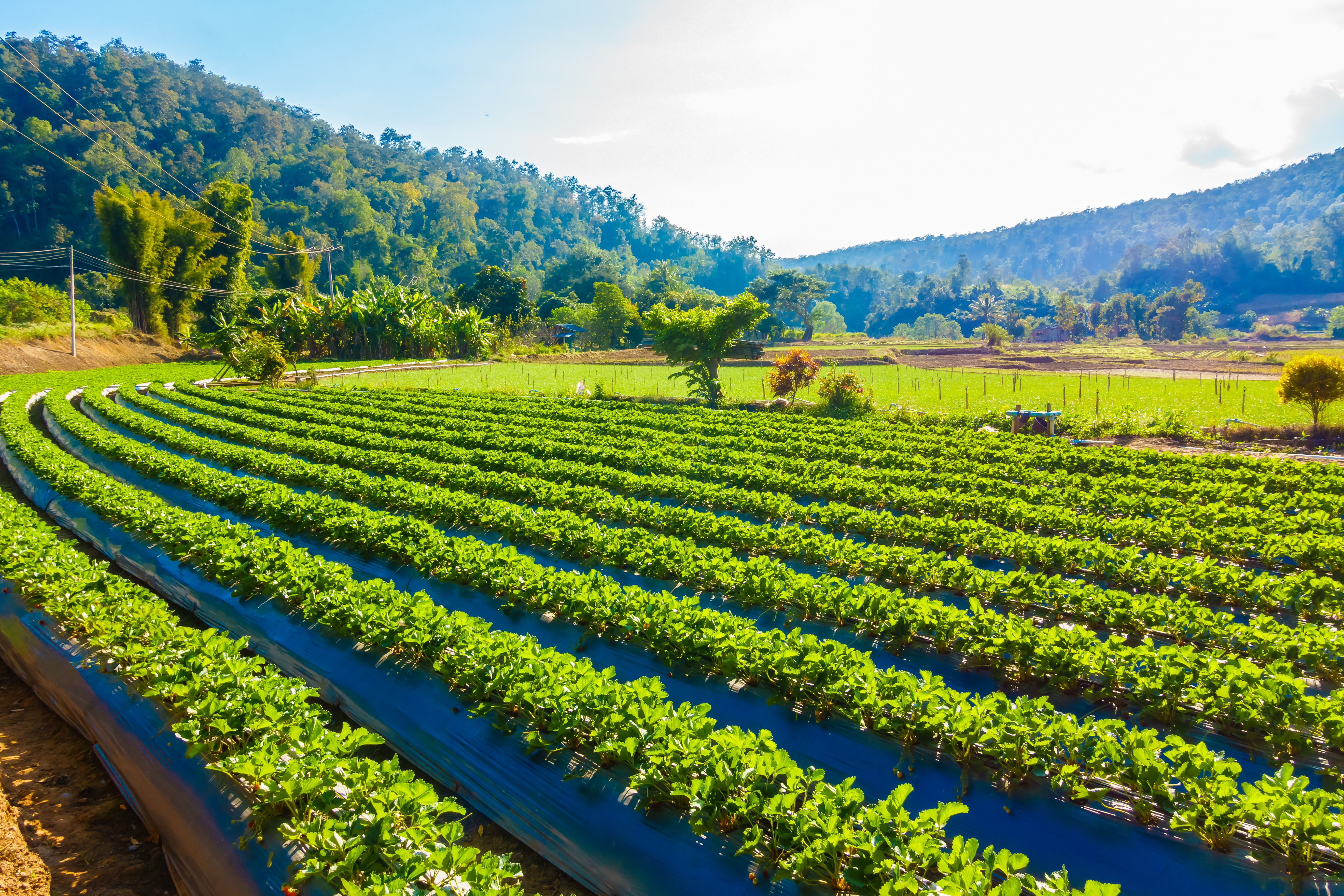 Agriculture & Food
