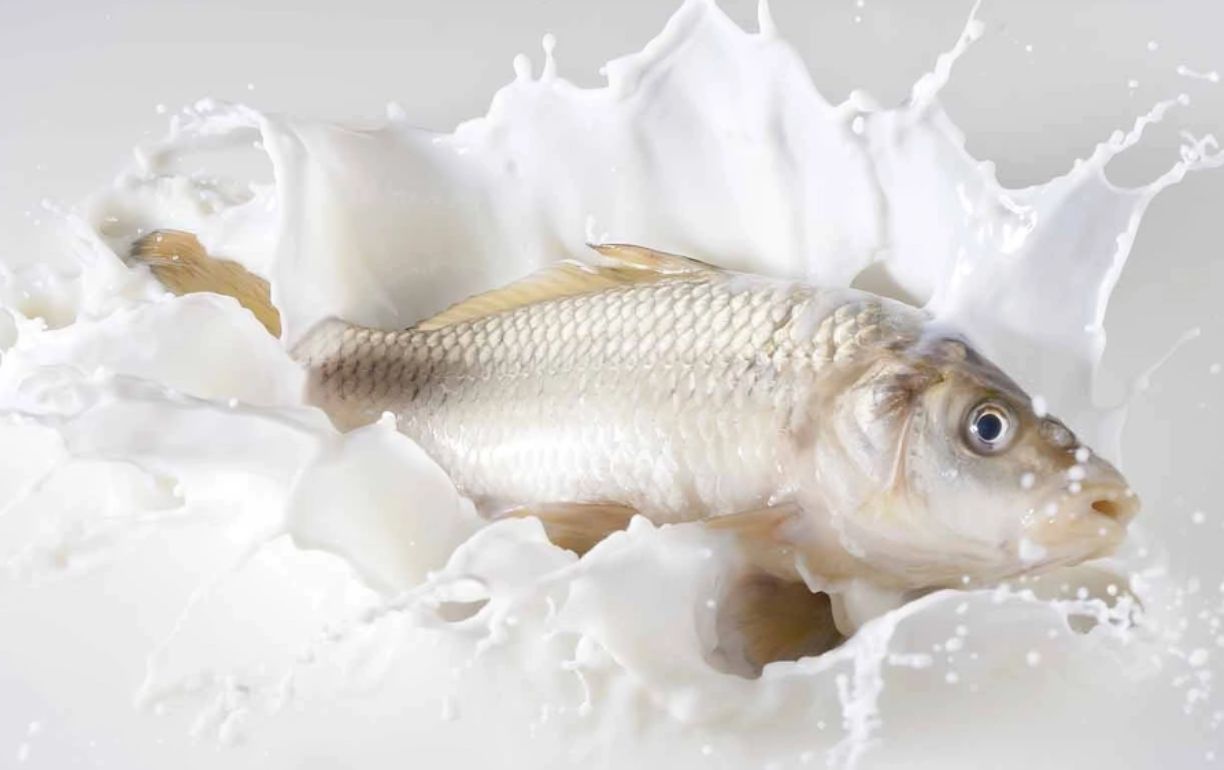 Indonesia Fish Milk Market - A Sustainable Solution to Dairy Shortages and Rising Demand
